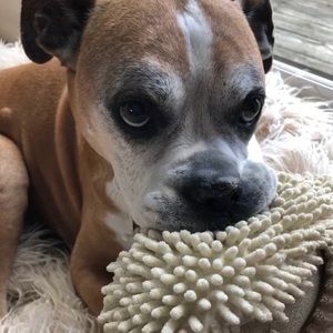 Meet your Posher, Abby